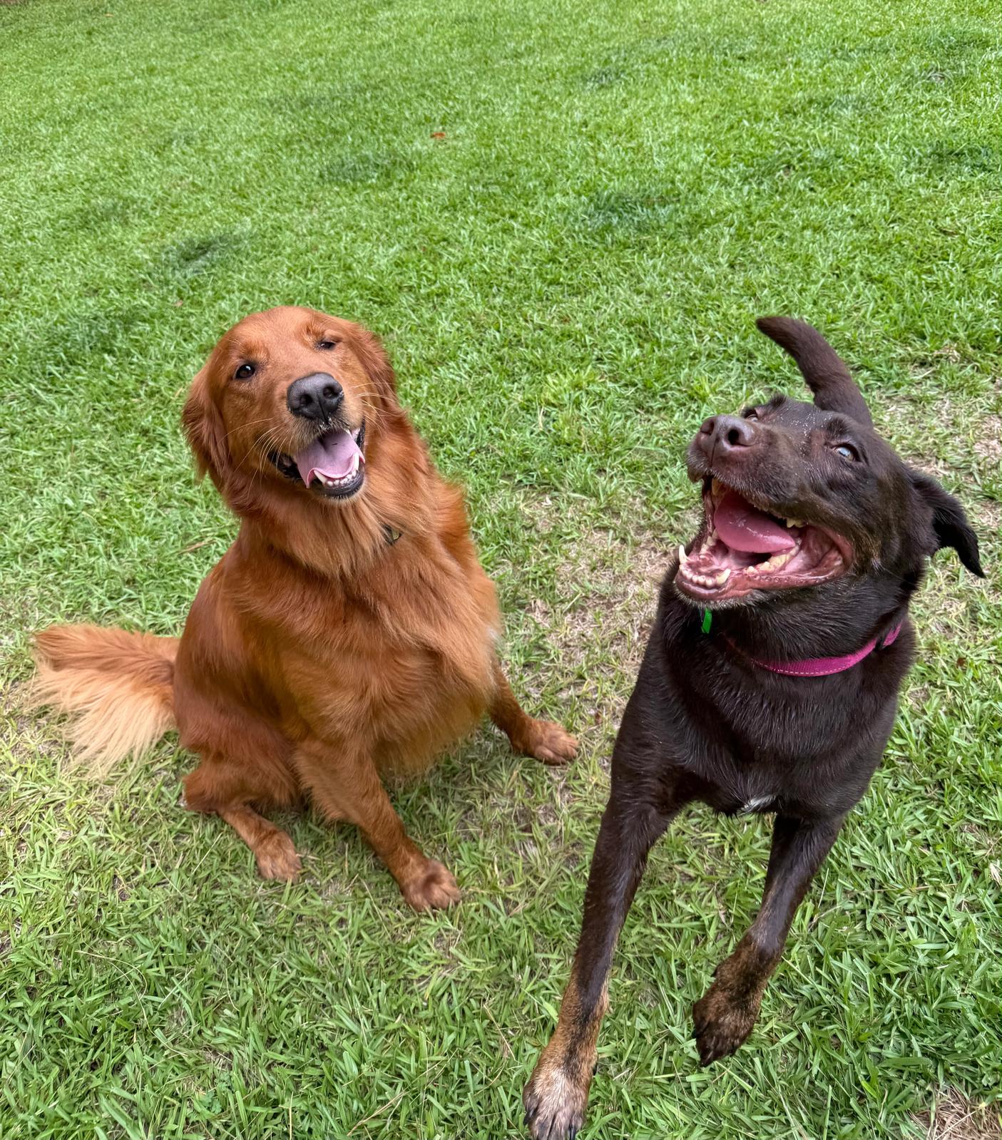 Two happy dogs enjoying time together at Dog Friends