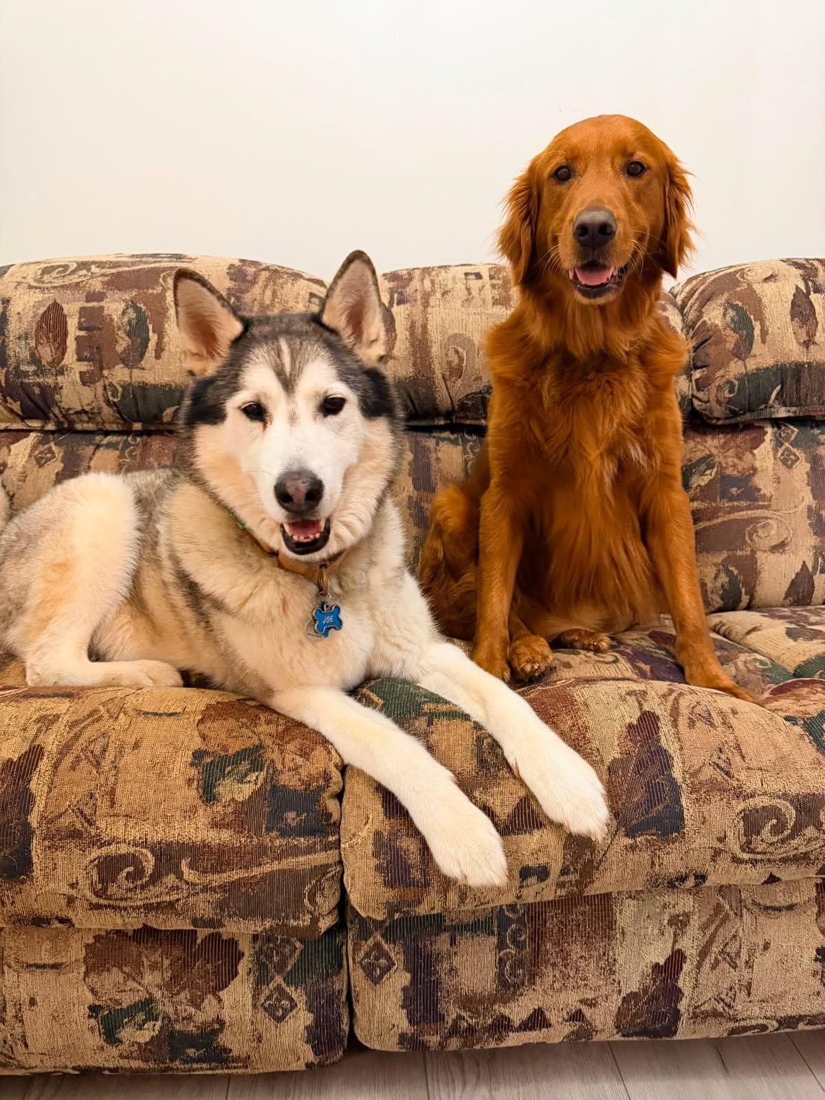 Dogs relaxing comfortably inside the Dog Friends home